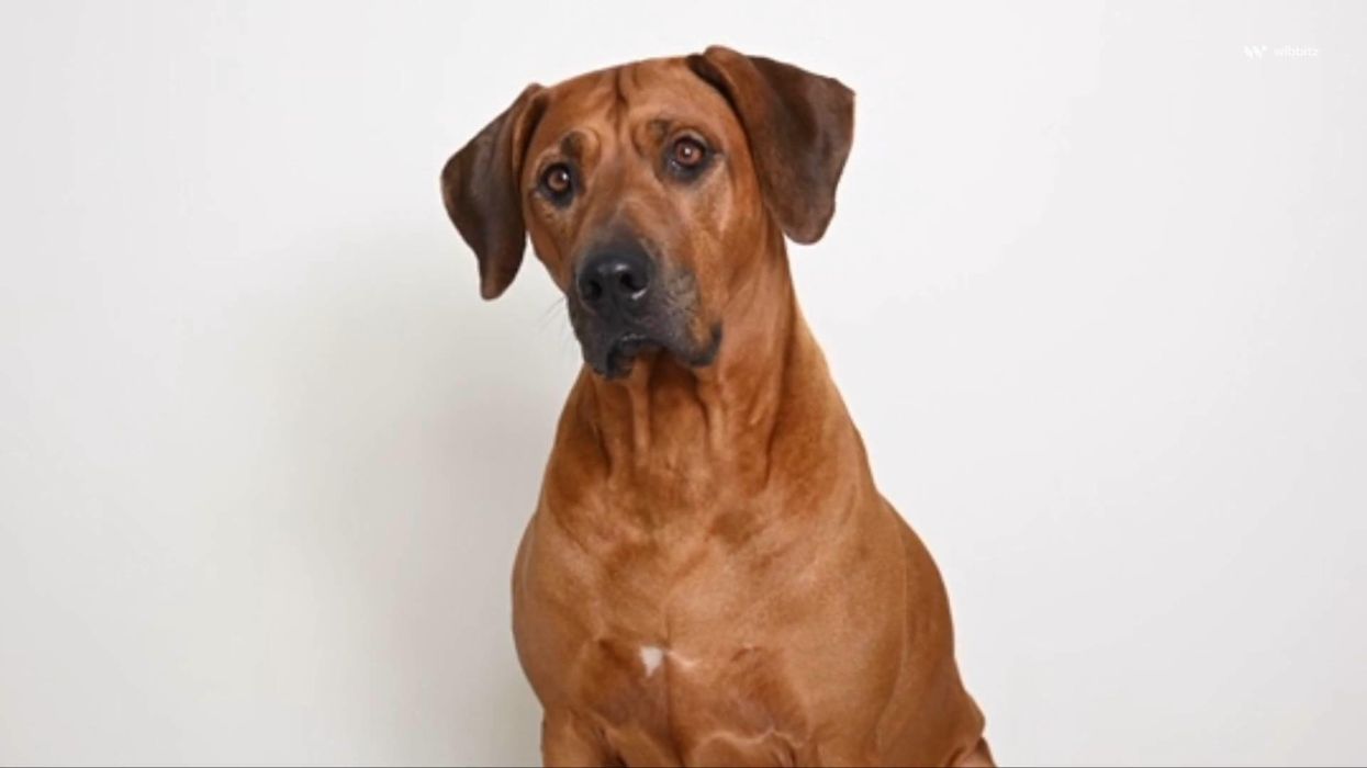 Woman sparks debate after naming her dog after her mother