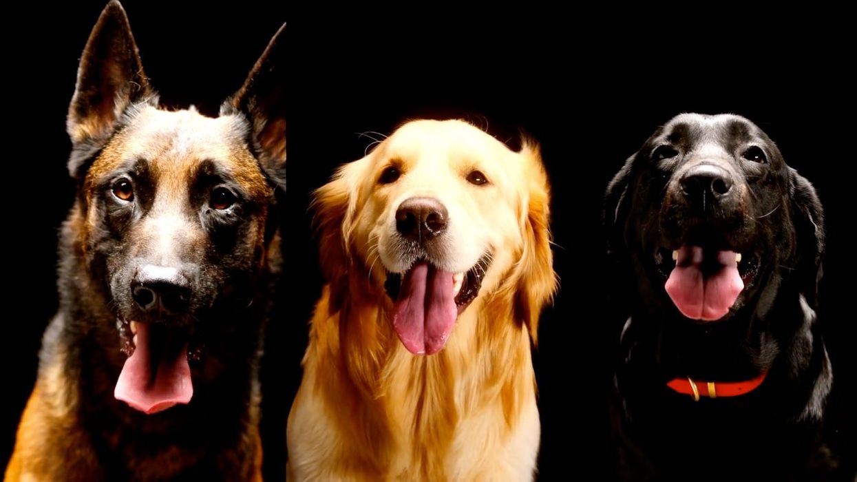 Dogs could be speaking a secret language without humans realising it, experts say