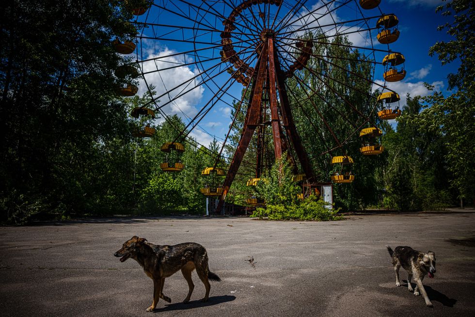 Dogs passing by a Ferris wheel in background in the ghost town of Pripyat near the Chernobyl Nuclear Power Plant.
