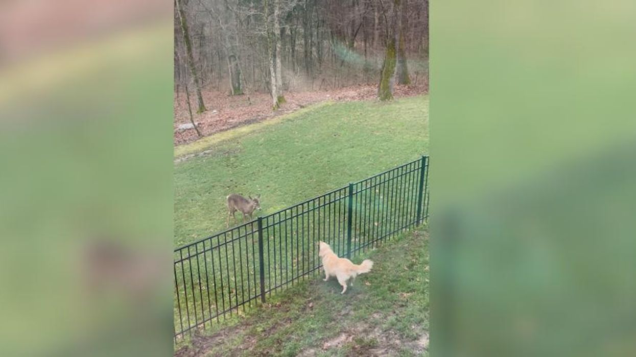 Dogs play chase with friendly doe through family’s backyard fence