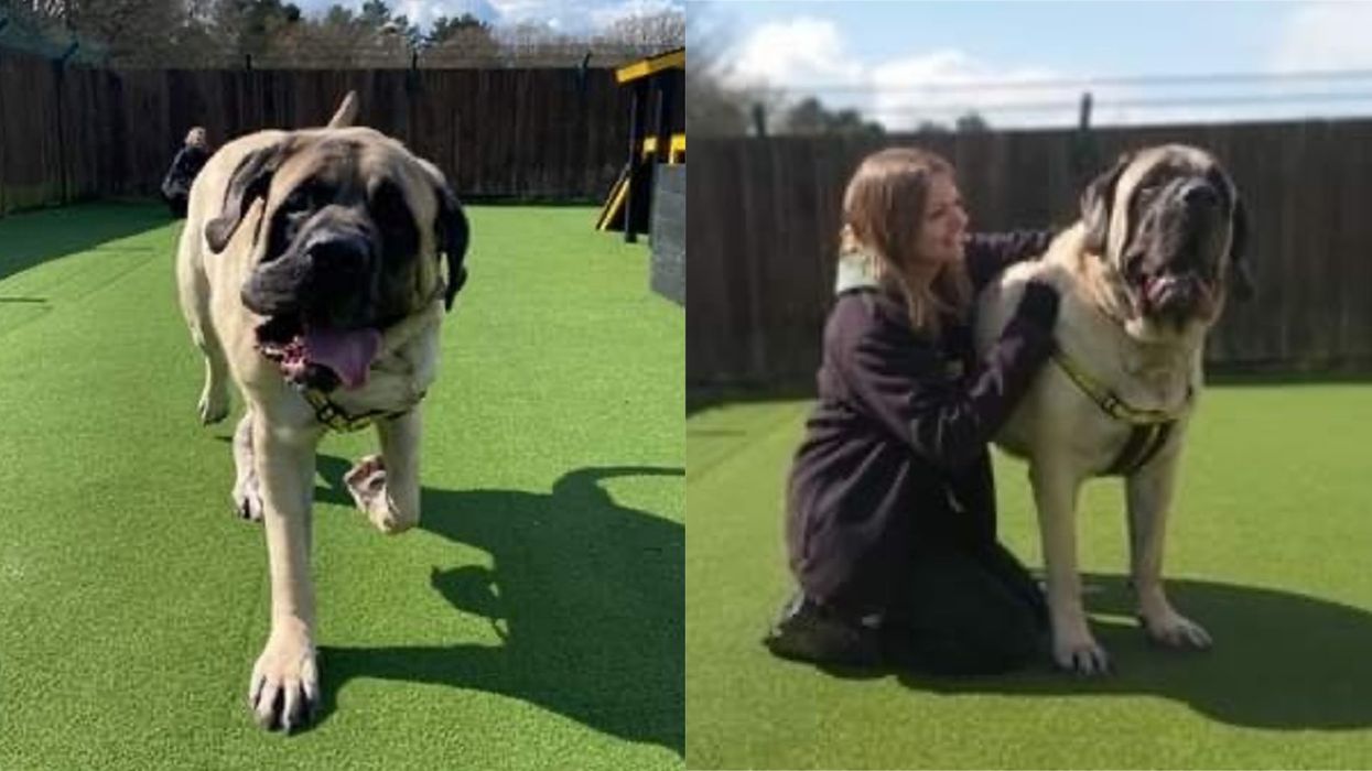 Dogs Trust shelter searches for home for its "biggest" dog ever
