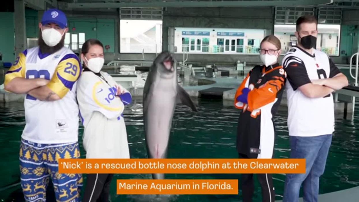 Dolphin chooses Cincinnati Bengals to win Super Bowl 2022