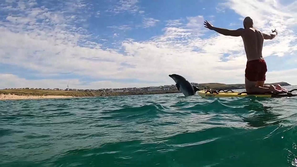 Sweet moment dolphin jumps out of water and puts on show for lifeguard