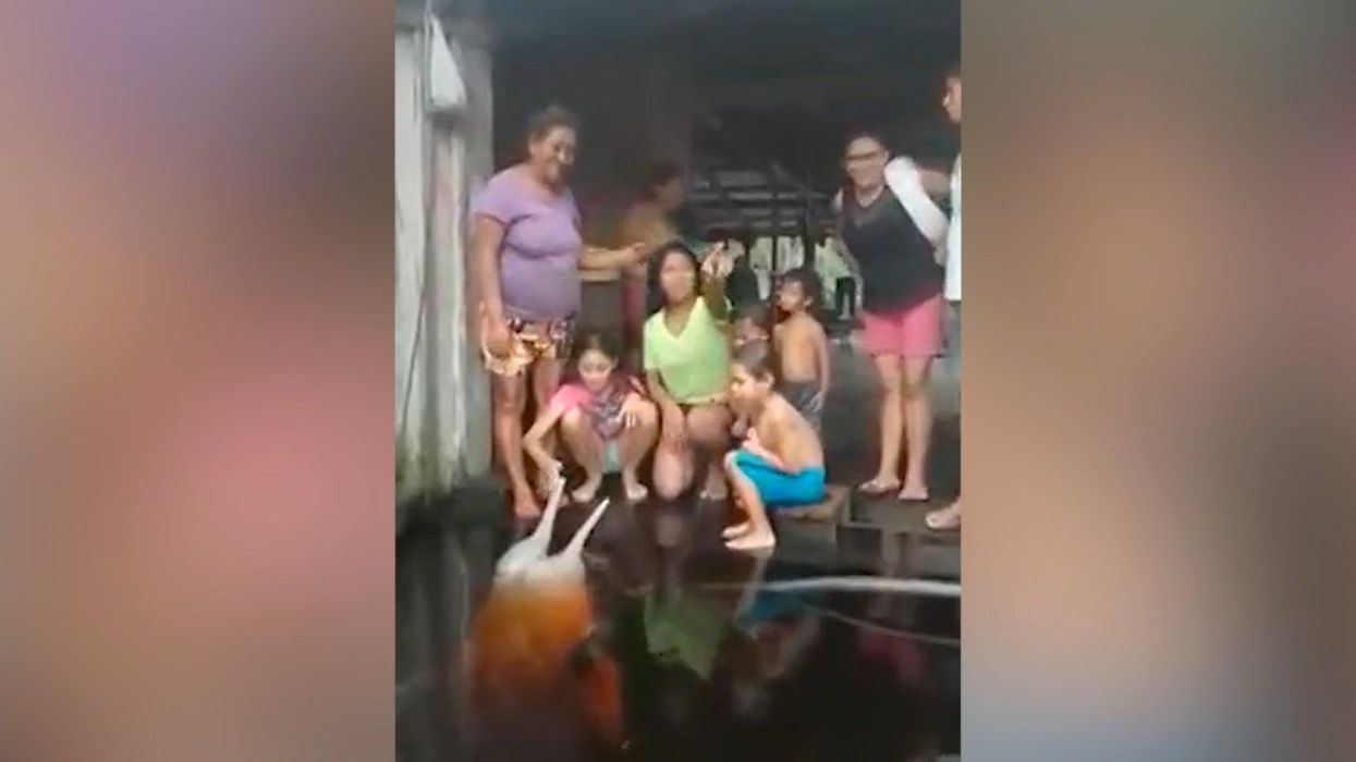 Dolphin moves into family's living room after flooding