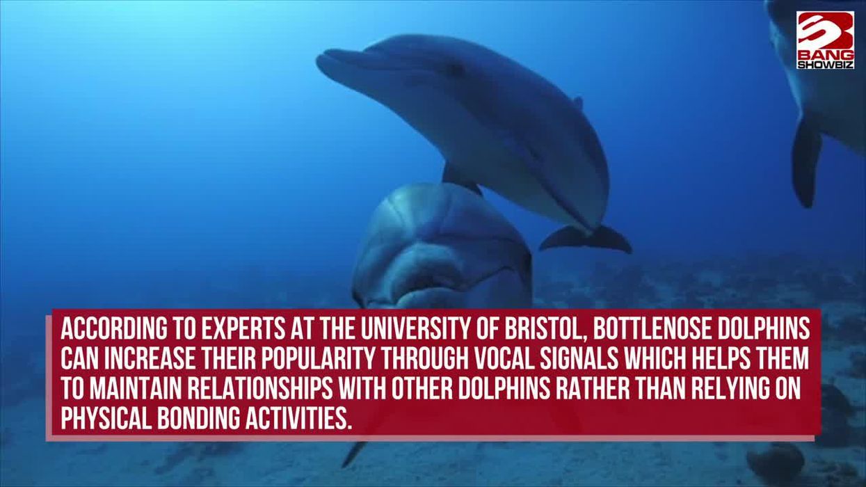 Russians 'using army of trained dolphins' to protect naval bases