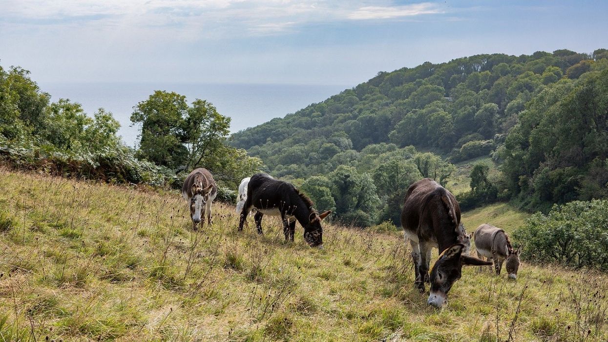 Donkeys at The Donkey Sanctuary