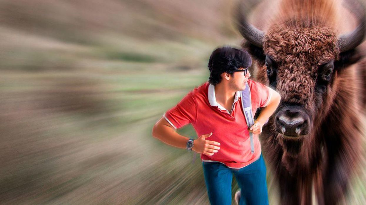 'Oh my god': Woman gored by bison while filming pack crossing path