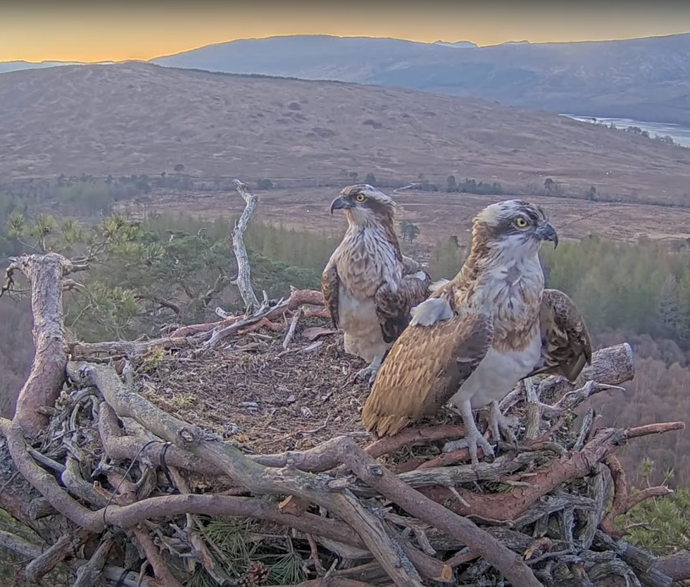 Lockdown star Louis the osprey returns to nest after illness