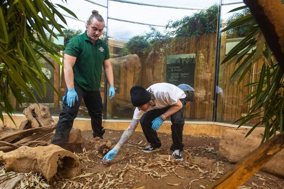 Dougie Poynter lays out meat for Ganas the dragon (ZSL London Zoo/PA)
