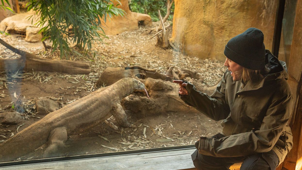 Dougie Poynter meets Ganas the Komodo dragon (ZSL London Zoo/PA)