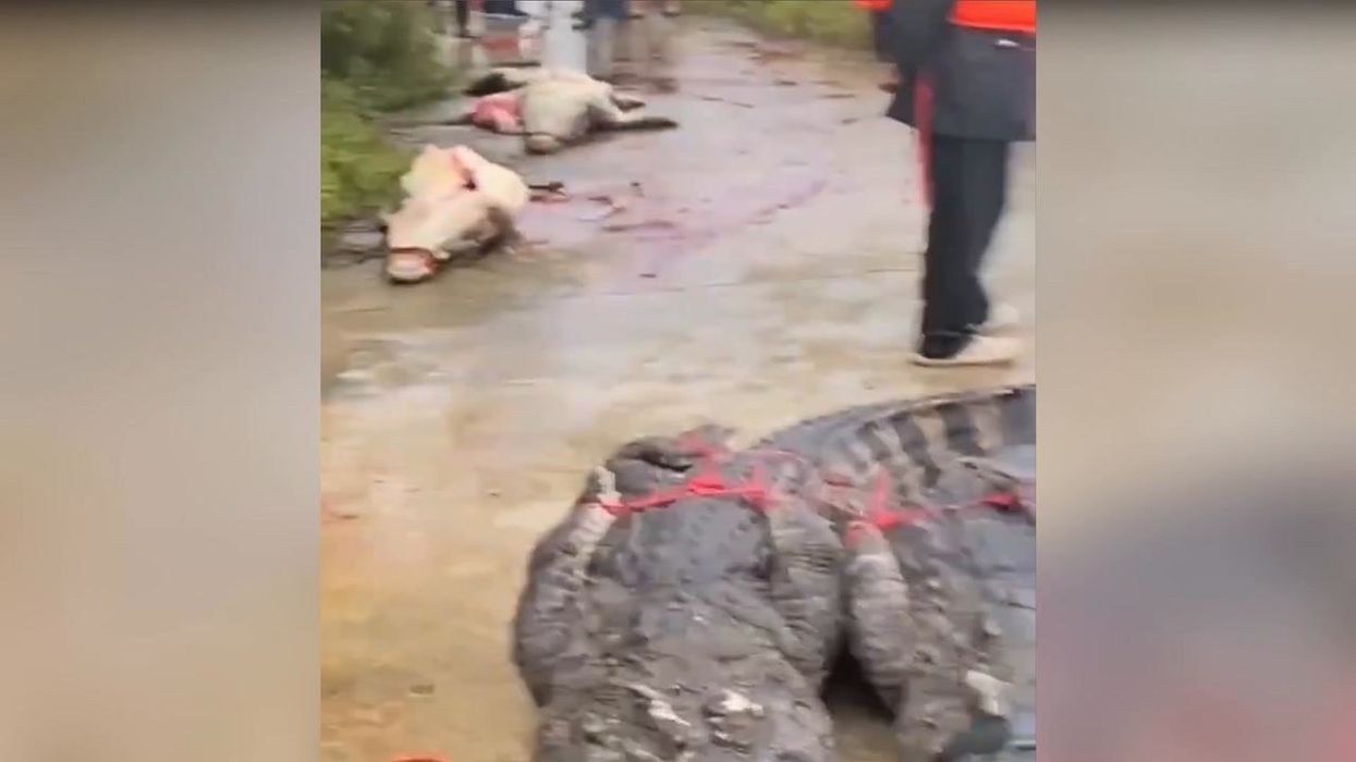 Footage shows crocodiles guiding a Labrador to safety – and scientists don’t know why