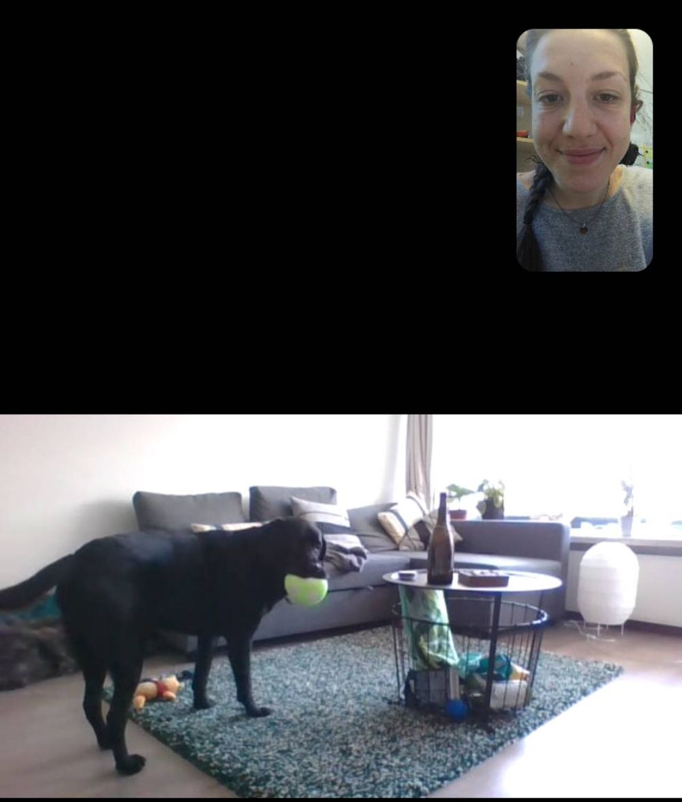 Dr Ilyena Hirskyj-Douglas, of the University of Glasgow, with her 10-year-old labrador, Zack during an experiment using the DogPhone (Dr Ilyena Hirskyj-Douglas)