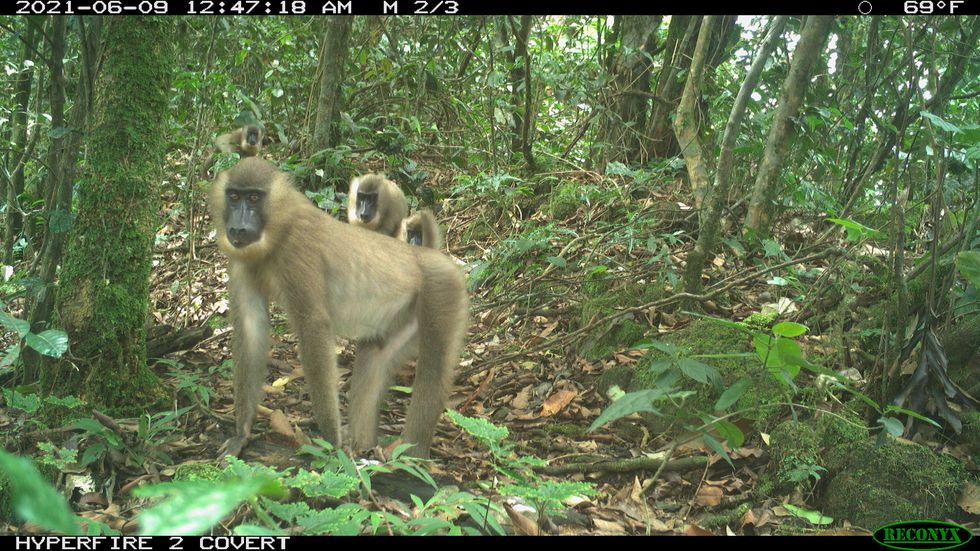 Drills, a type of primate, photographed by the camera trap