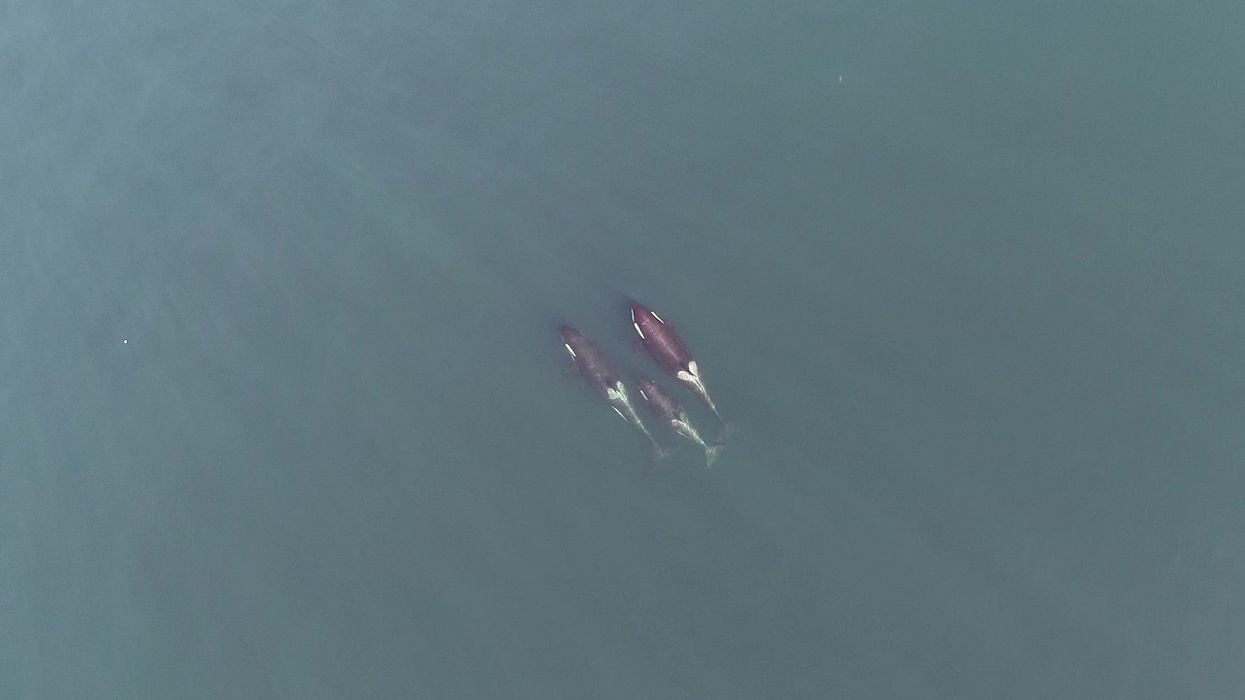 <p>Drone image of Killer Whales</p>