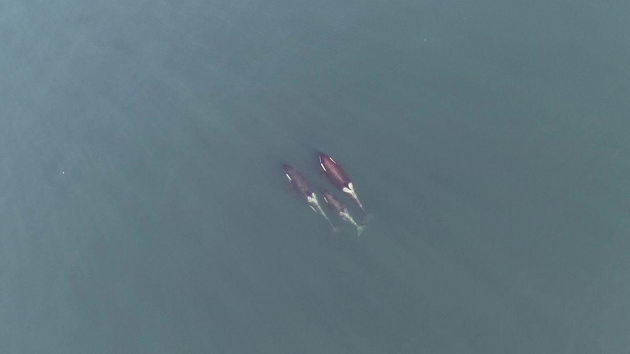 <p>Drone image of Killer Whales</p>