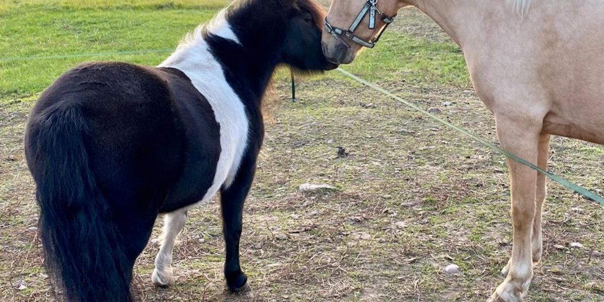 Young pony in Welsh hotspot falls off cliff and dies thanks to selfie