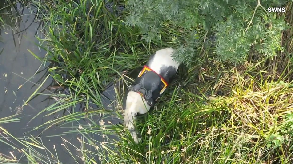 Young pony in Welsh hotspot falls off cliff and dies thanks to selfie takers