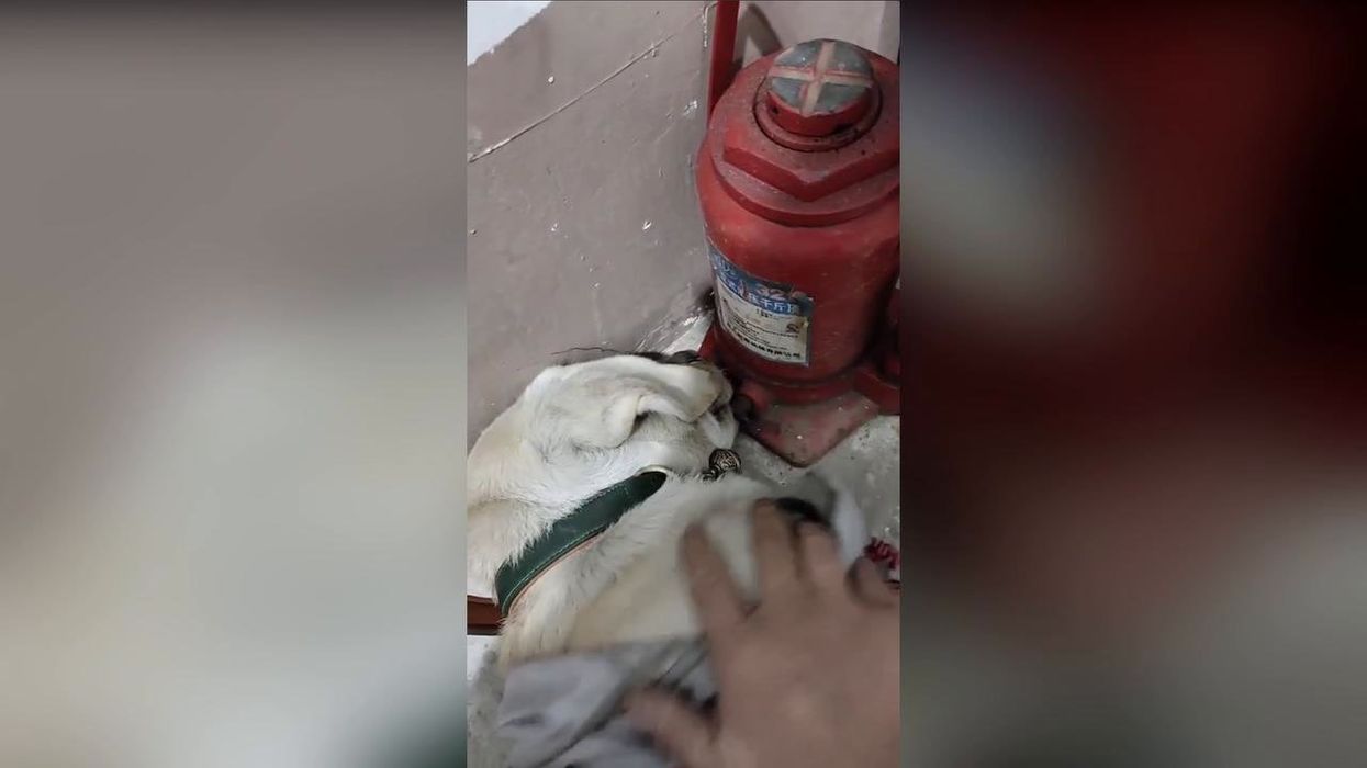 Drunk dog rushed to vets after breaking into owner's alcohol cupboard