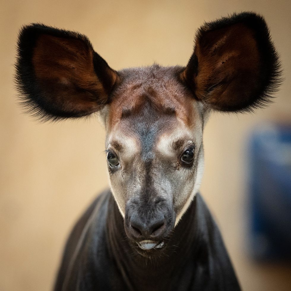 Dublin Zoo announces birth of endangered okapi calf