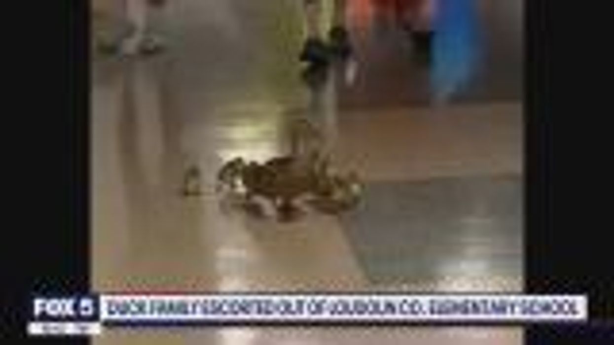 Adorable moment duck family are escorted out of school