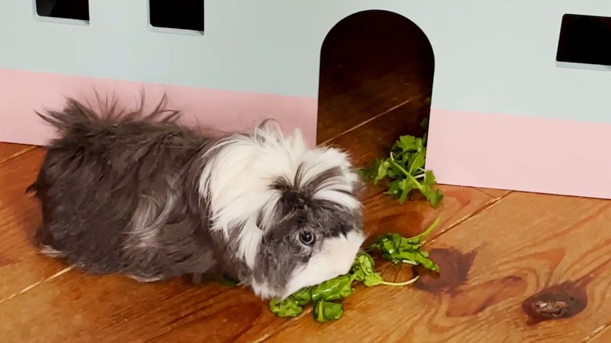 Dulux gifts rescue guinea pig 'palace' for being doppelgänger of iconic dog