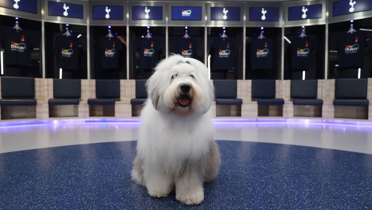 Dulux have been forced to apologise after mocking Tottenham on Twitter