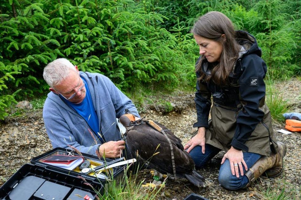 Eaglet Princeling being tagged and measured