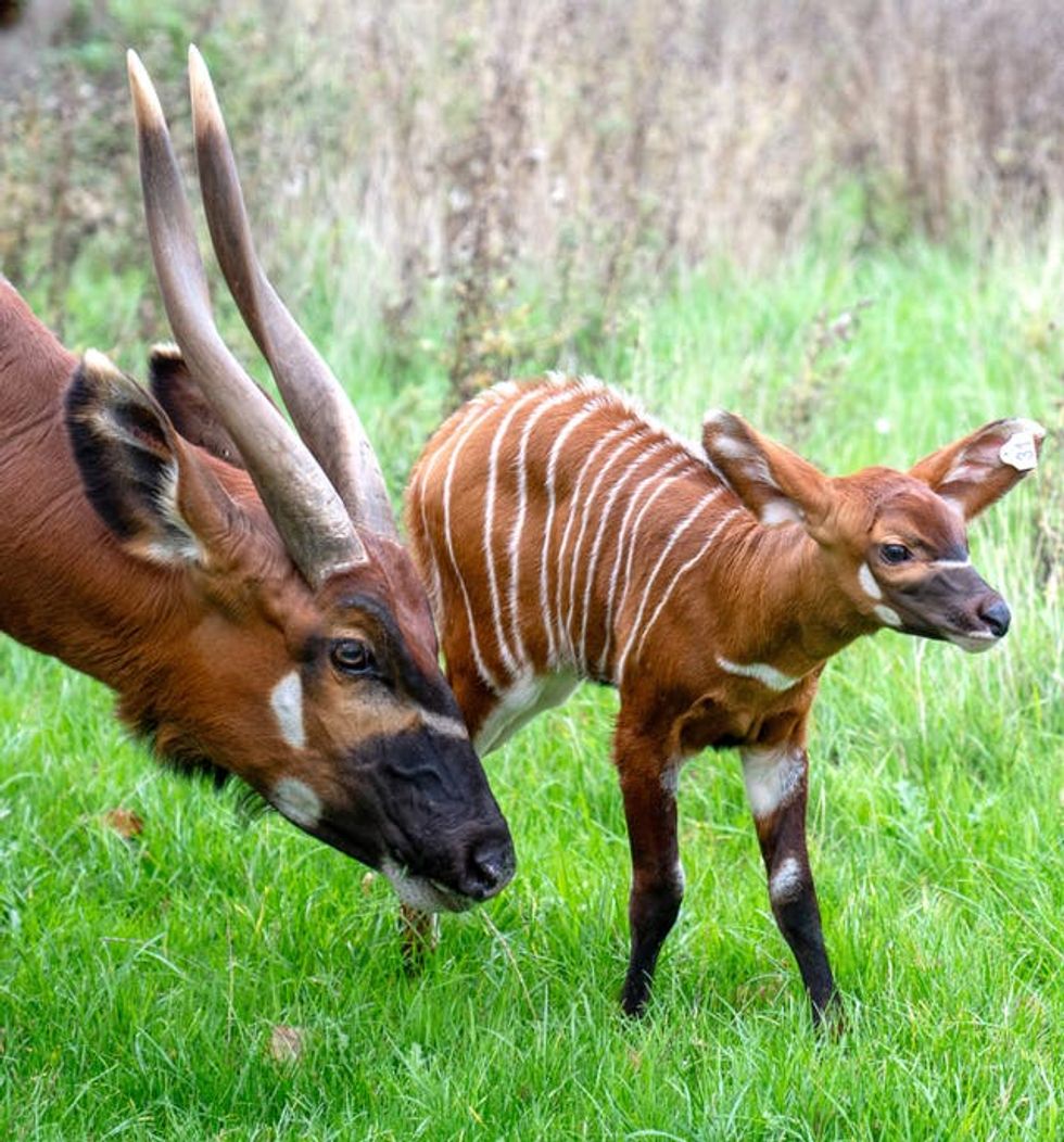 Eastern mountain bongo calf