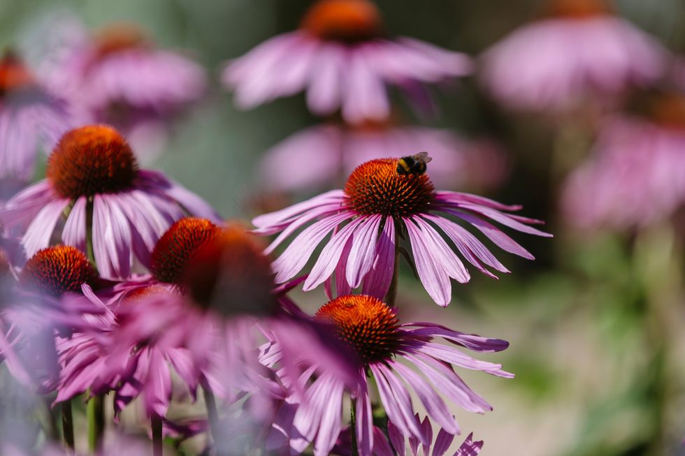 Echinacea with strong colours could prove popular (Helen Yates/RHS/PA)