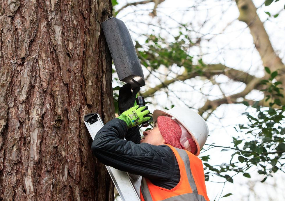Ecologist Robert Bell installing a bat box (Danny Lawson/PA)