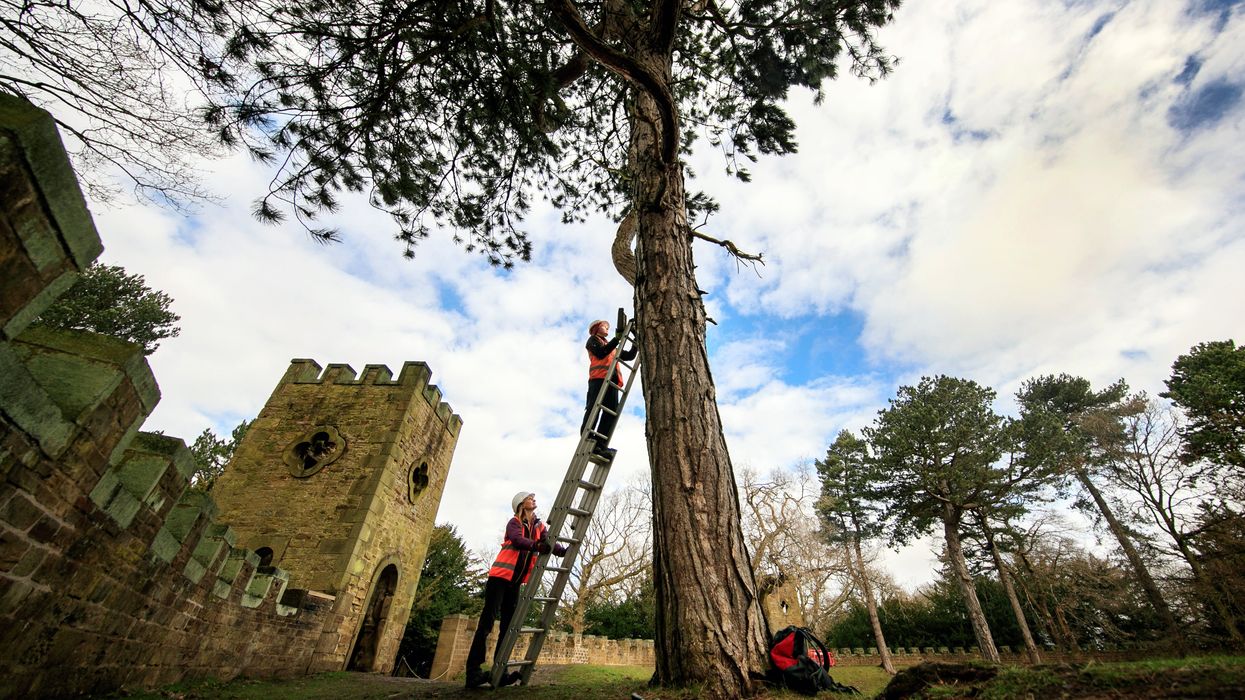 Ecologist Robert Bell installing a bat box in the grounds of Stainborough Castle, an 18th-century folly at Wentworth Castle (Danny Lawson/PA)