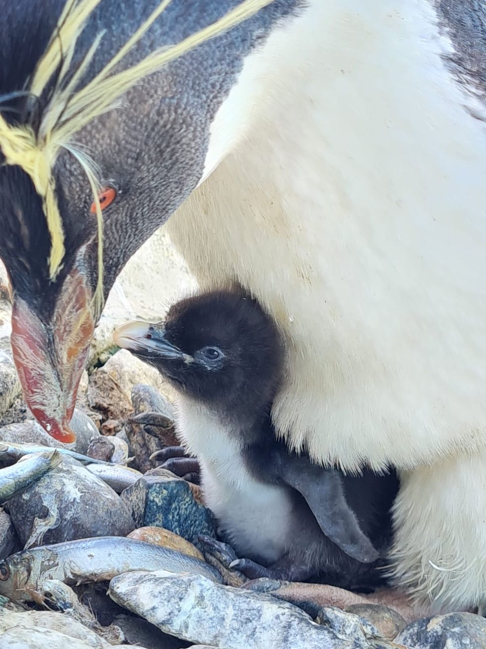 Zookeepers welcome arrival of two endangered penguin chicks as eggs hatch