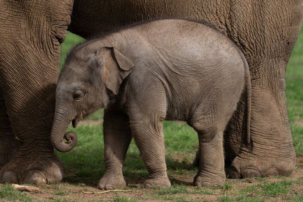 Elephant calf at ZSL Whipsnade Zoo