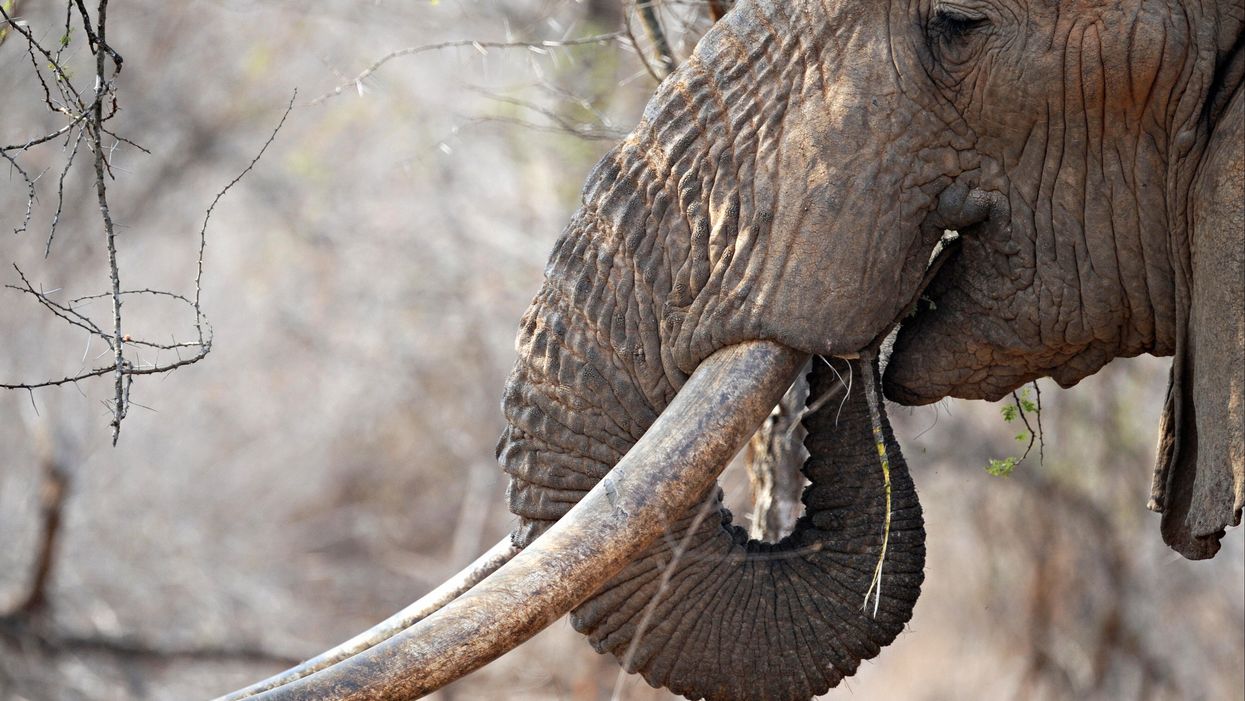 <p>elephant feeding itself </p>