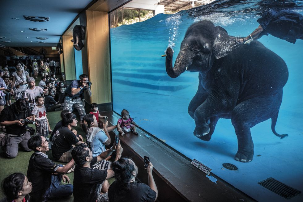 Elephant in the room by Adam Oswel won the Wildlife Photographer of the Year: Photojournalism Award (Adam Oswel/Wildlife Photographer of the Year/PA)