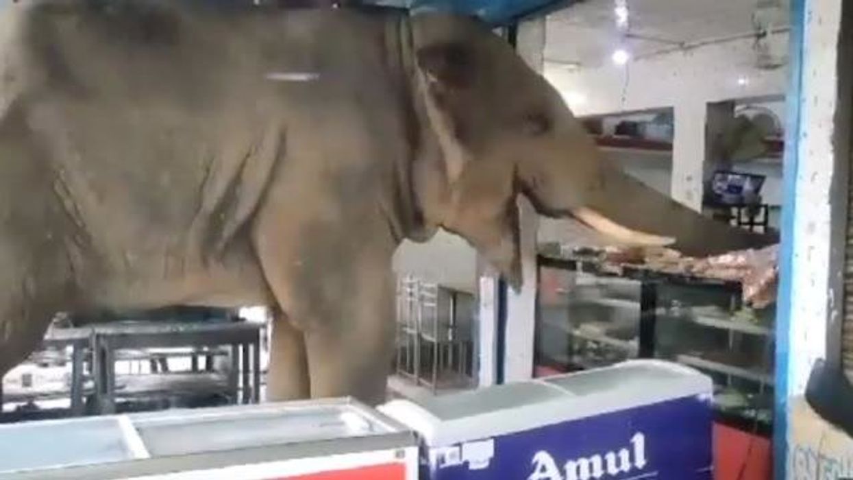 Moment elephant casually strolls into store and starts eating all the stock