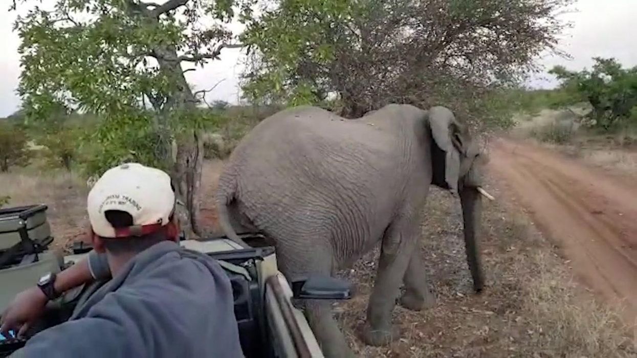 Hilarious moment elephant stops to scratch butt on safari vehicle