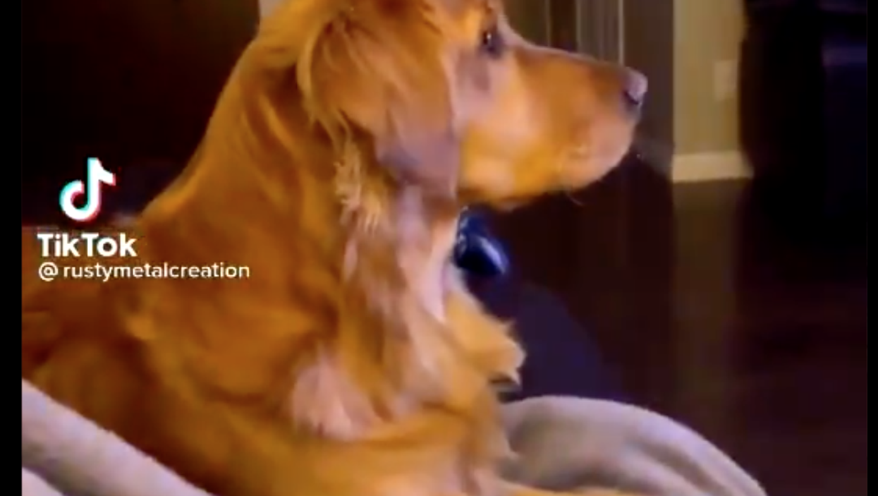 <p>Ellie the dog looks scared at the telly</p>