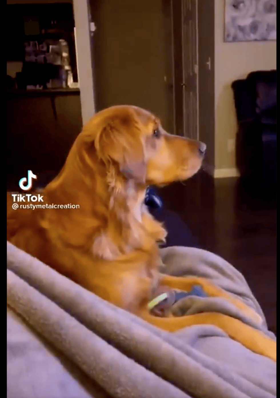 <p>Ellie the dog looks scared at the telly</p>