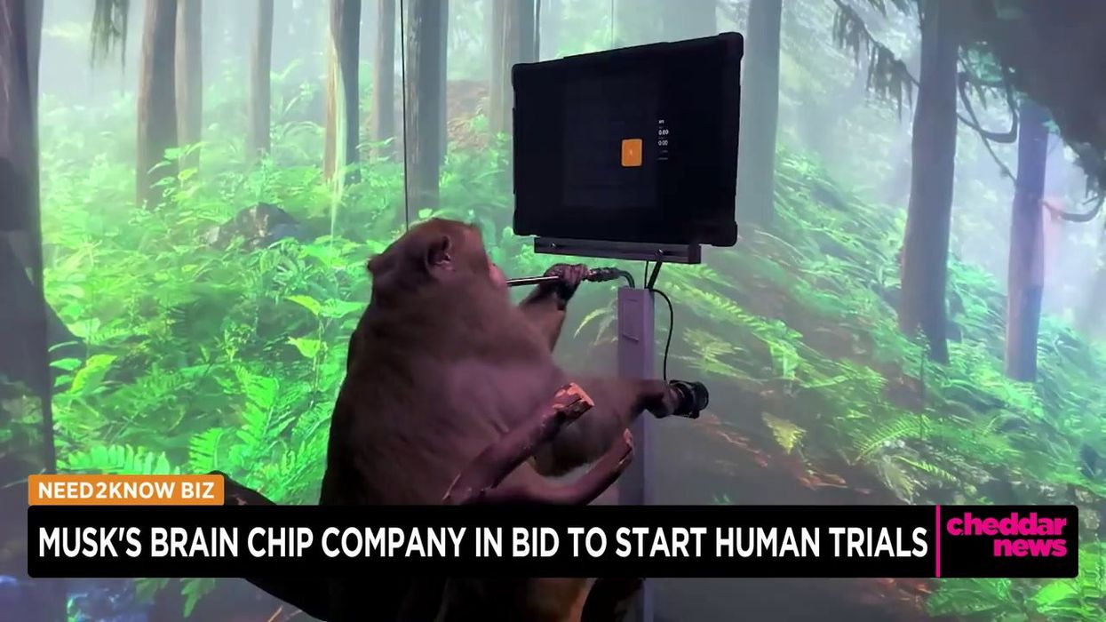 Former Elon Musk employee speaks out on 'ridiclous' death of Neuralink's monkeys