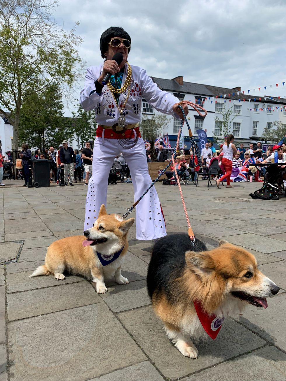 Elvis impersonator with Corgis