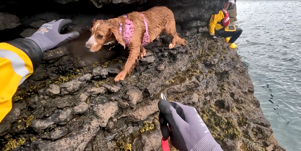 Stranded spaniel rescued from cliff edge by RNLI heroes