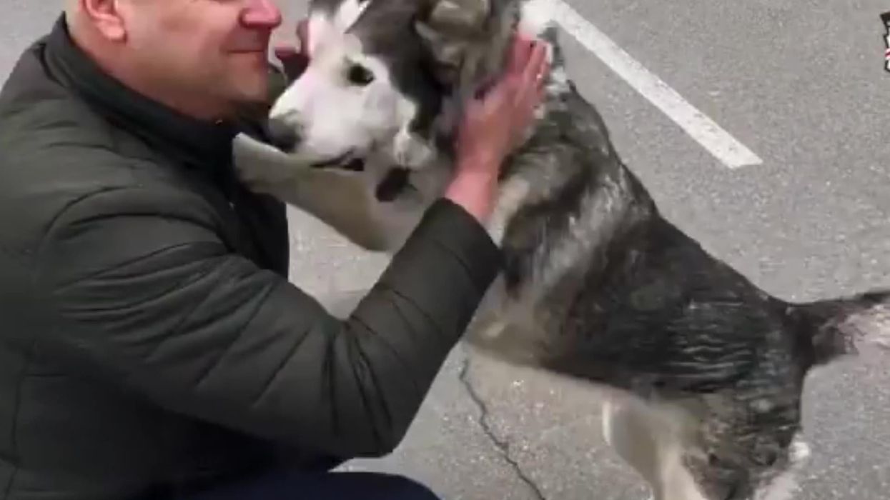 Emotional moment husky reunited with owner in war-torn Bucha after being rescued