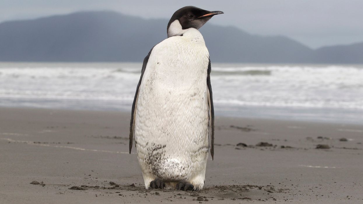 <p>Emperor Penguin Threatened</p>