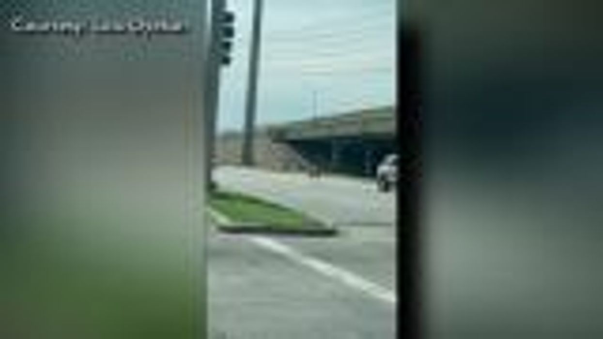 Emu named Emmanuel goes viral for constantly interrupting his caretaker's videos