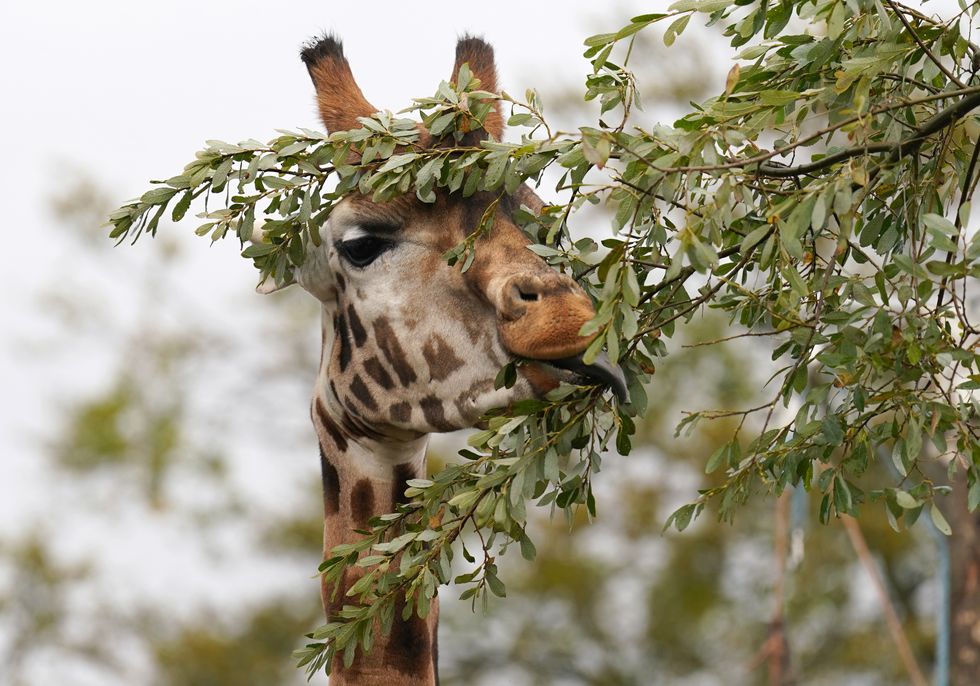 Endangered male giraffe Sifa arrives at safari park