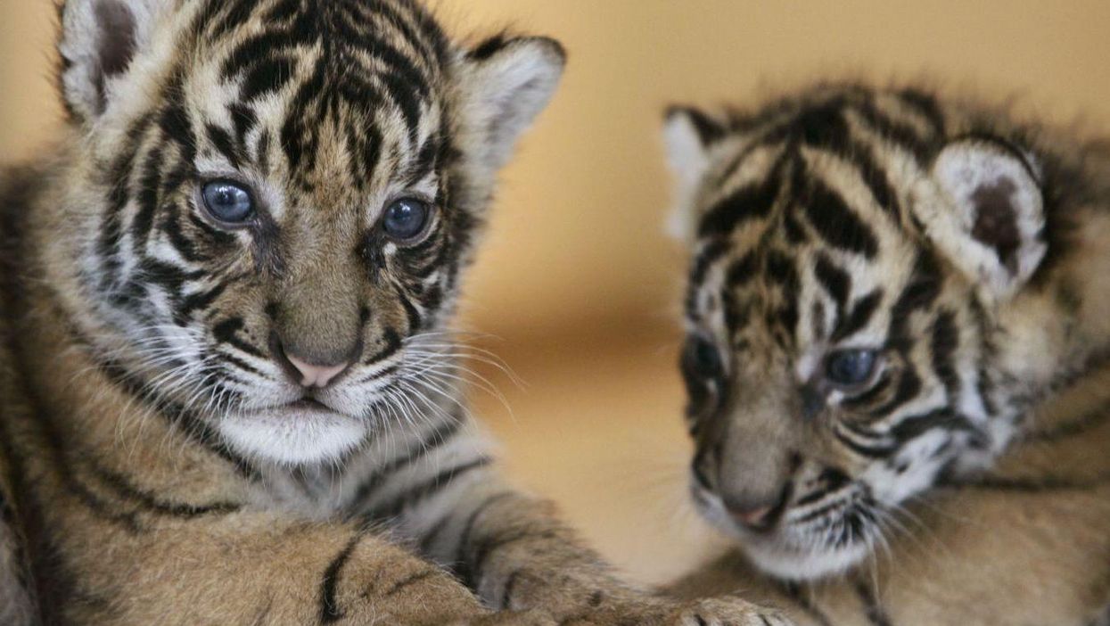 Endangered Sumatran Tiger cubs play together in West Java, Indonesia