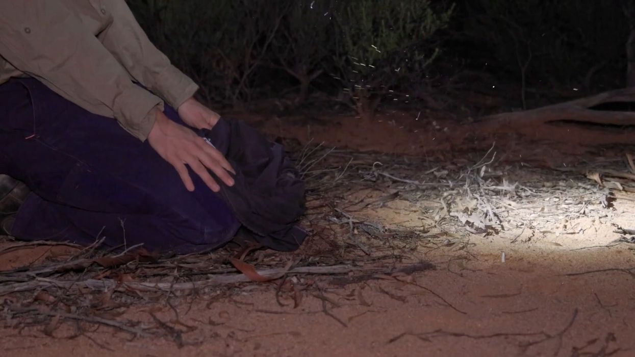 Sweet moment endangered woylies released in groundbreaking wildlife restoration project