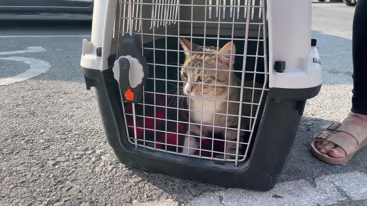 England players adopt 'Dave' the stray cat from Qatar who became World Cup mascot