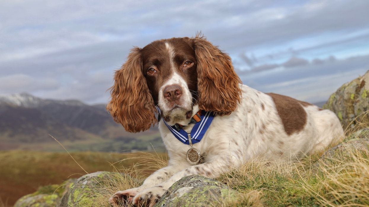 English springer spaniel Max